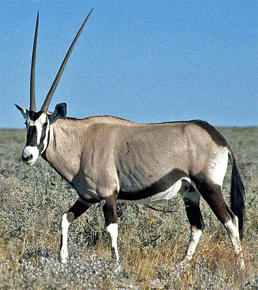 Oryx White Sands