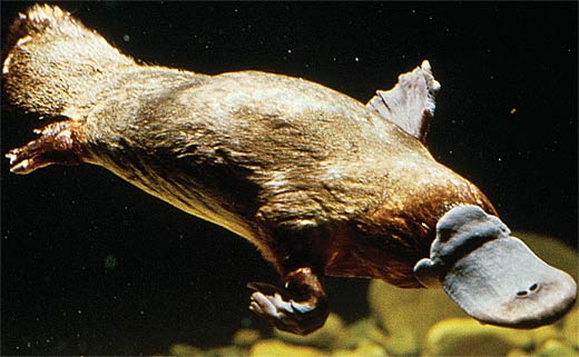 PLATYPUS - The Well-Equipped, Archaic Multi-medium Animal | Animal ...