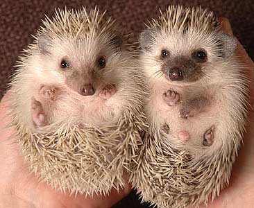 two hedgehogs