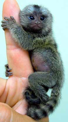pygmy marmoset