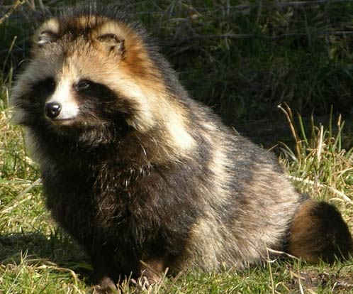http://www.factzoo.com/sites/all/img/mammals/raccoon-dog-nice-coat.jpg