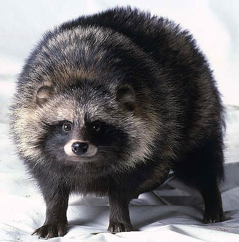 http://www.factzoo.com/sites/all/img/mammals/raccoon-dog.jpg