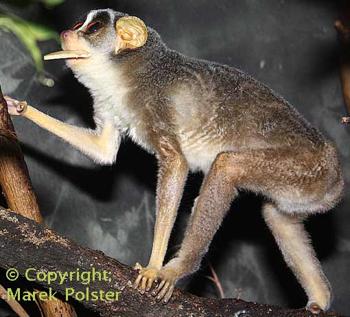 This Red Slender Loris walking shows his long slender equallength limbs and