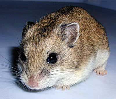 chinese hamster not thrilled