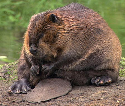 Image result for fat beaver