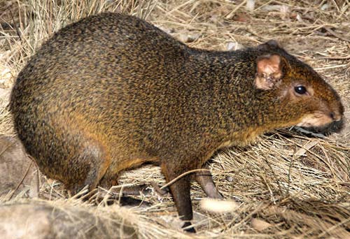 Rodent: What Is A South American Rodent