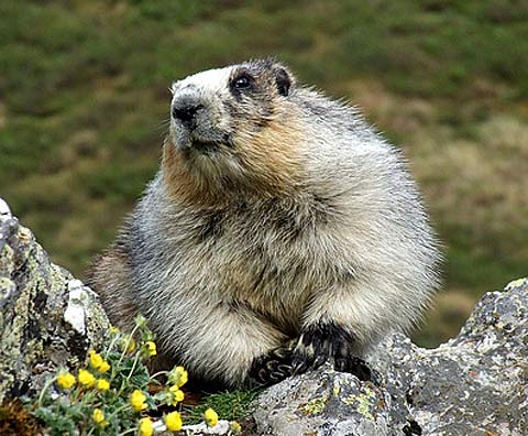 hoary-marmot-dramatic-light.jpg