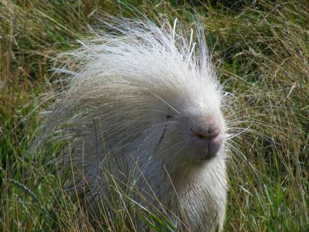 crested-porcupine-albino-face-london-blo