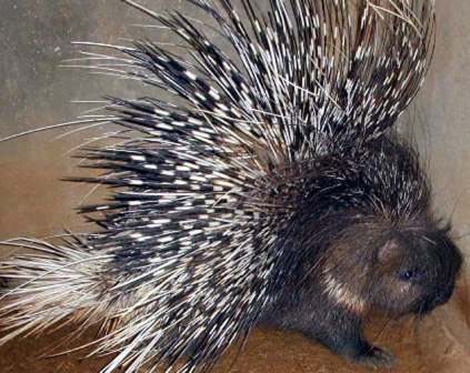 crested porky coming out of home