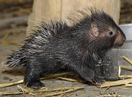 Baby Porcupine Pictures on Baby Porcupine