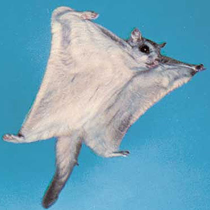 flying-squirrel.jpg