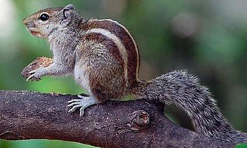 Is a squirrel a rodent?