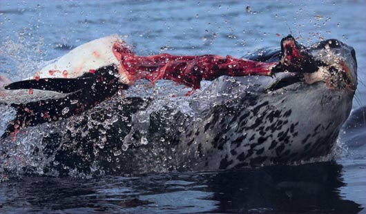 http://www.factzoo.com/sites/all/img/mammals/seals/leopard-seal-tearing-penguin.jpg