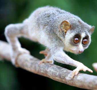 Image result for the loris