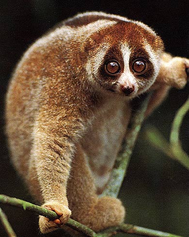 slow-loris