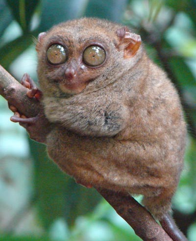 spectral-tarsier.jpg