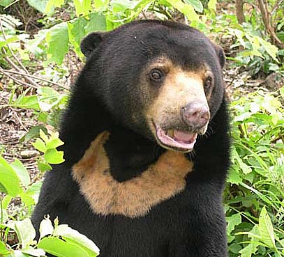 Sun Bear - The Dog Bear, Asian Bear | Animal Pictures and Facts.