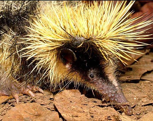 streaked-tenrec-yellow-black-head.jpg