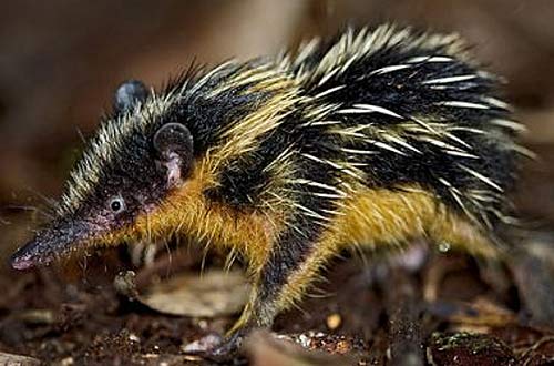 Tenrecs Diet Foods