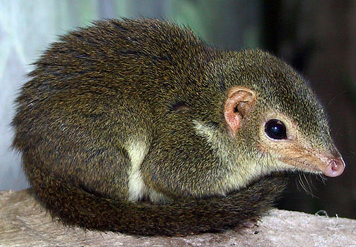 common-treeshrew-resting.jpg