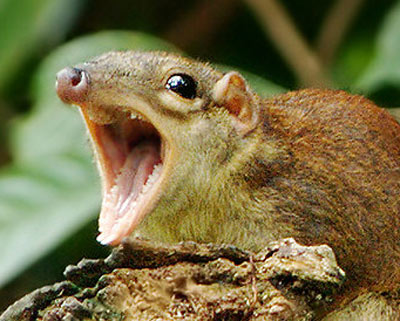 [Image: common-treeshrew-yawning.jpg]