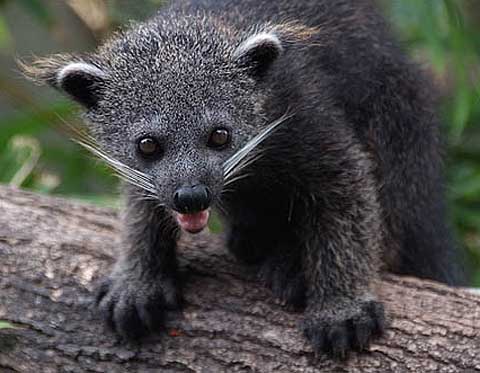 http://www.factzoo.com/sites/all/img/mammals/viverridae/baby-binturong.jpg