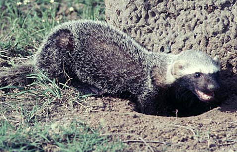 digging