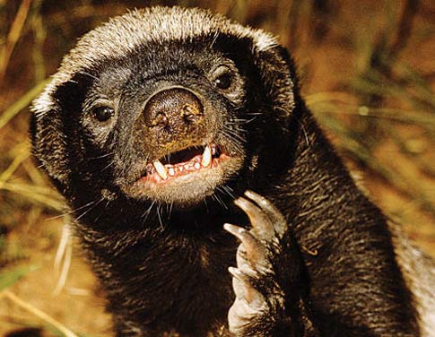 Image result for Honey Badger images
