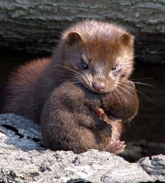weasel baby diet mink family cub brown habitat weasels mother mustelid animal omnivore carnivore carrying mammals factzoo wolverine know