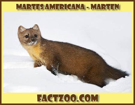 north american marten