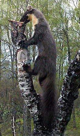 pine marten