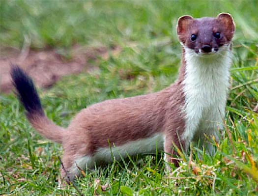 Orkney stoat project: £500,000 spent, two caught