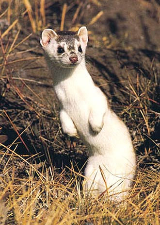 Weasels - Omnivore Mustelid Family Found All Over | Animal.