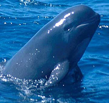 pilot-whale-surfacing.jpg