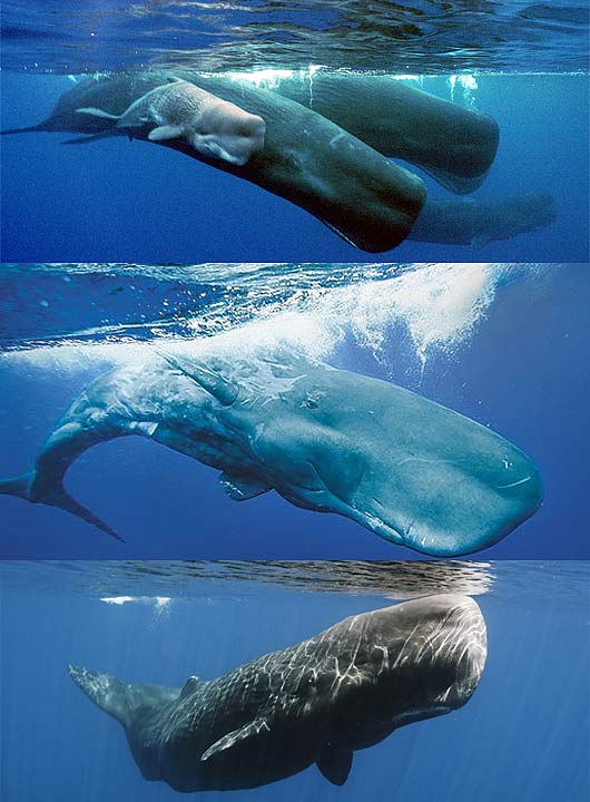 Sperm Whale Predator Adult Videos