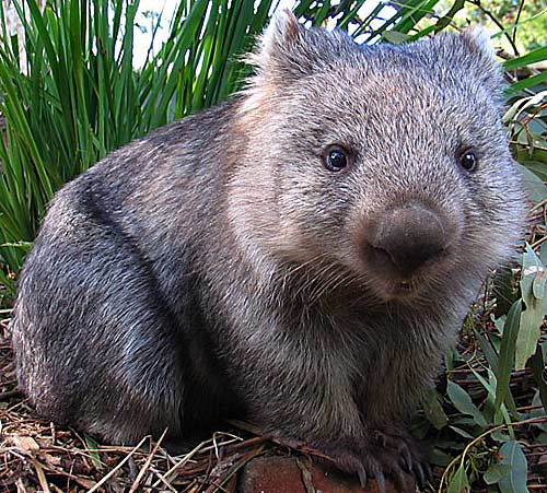 wombat