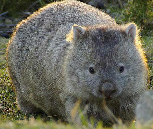 large-light-wombat.jpg