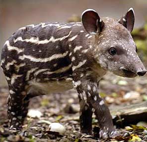 tapir