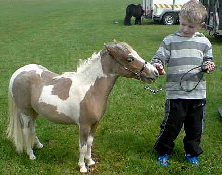 small horse