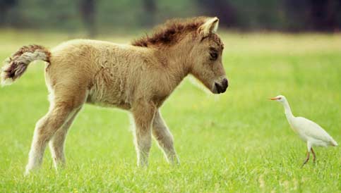 dwarf horse