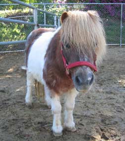 miniature horse