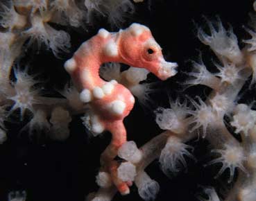 pink seahorse