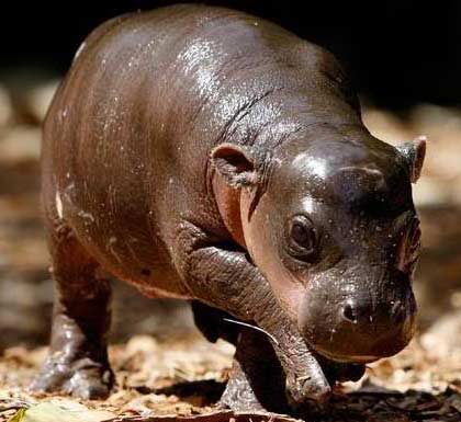 hippo