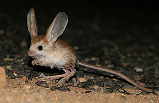 jerboa