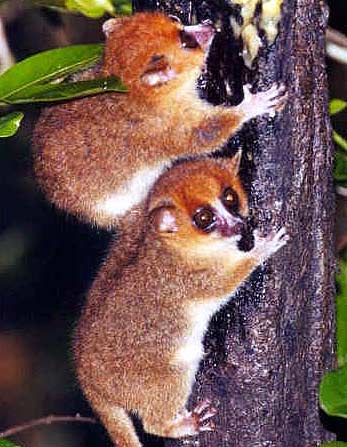 mouse lemurs