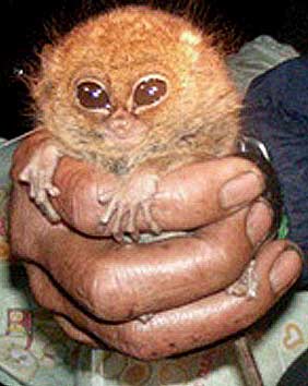 tarsier