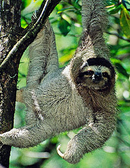 three-toed sloth