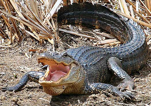 Resultado de imagem para american alligator bite
