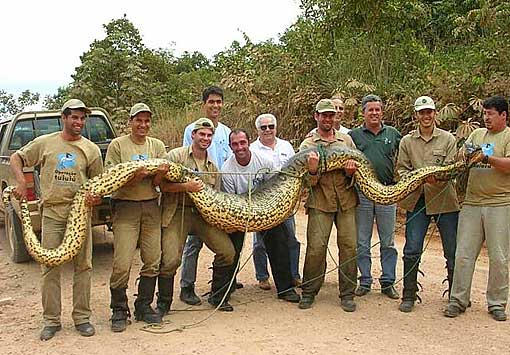 largest anaconda in world. The largest snake in the world