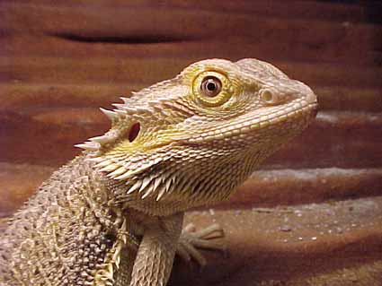 bearded dragon